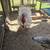 Broad brest white turkey 3 thumbnail