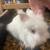 Rabbit 2 thumbnail