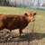 Registered Polled Dexter Bull 3 thumbnail