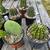 Assorted Cactus Plants In Pint Pots $5 Each 6 thumbnail