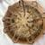 Drum  by sonja holly eagle old from south dakota 3 thumbnail