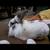 Lionhead Rex Mix In Need of Good Loving Home ( Rehome in Aurora) 2 thumbnail
