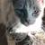 Kittens born on August 14th 5 thumbnail