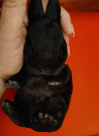 DWARF REX BUNNIES RABBITS 1