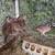 Quails BobWhite 4 thumbnail