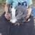 DUTCH RABBITS 2 thumbnail