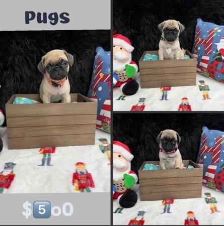 Puppy pugs 1