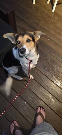 Found dog in knightdale area (Princeton manor)63980296322946120
