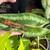 **CRESTED GECKOS** 5 thumbnail