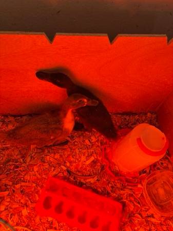 Free 2ducks needs to be rehomed asap (Puyallup)63853558993667122