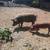 Tamworth cross pigs 8 thumbnail