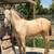Andalusian horse 1 thumbnail