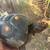 Adult Cherry Head Male Tortoise 3 thumbnail