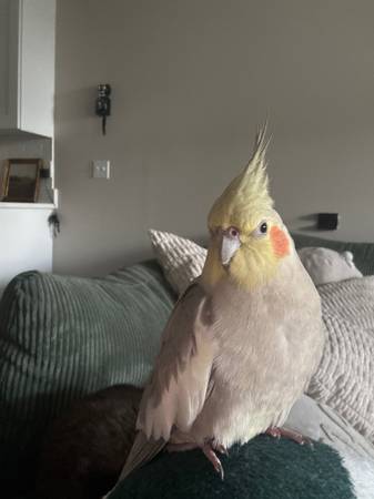 LOST COCKATIEL - WILL PROVIDE REWARD IF FOUND SAFE (Tallahassee)64304186003330121