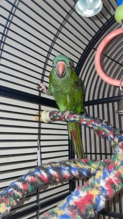Blue crowned conure 1