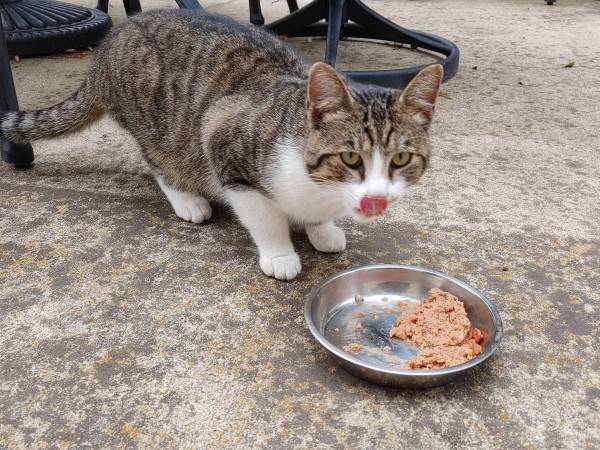 Rehoming of Sweet Stray Male Cat (Wynola)63841745091331121