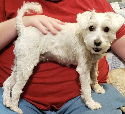 Reward - Lost dog 1