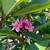 Plumeria Trees 3 thumbnail