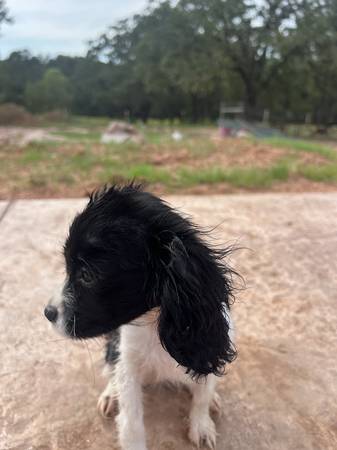 Cavalier (Marlow)63976604493699120