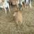 FLASHY MINI NUBIAN BREEDING BUCK 17 thumbnail