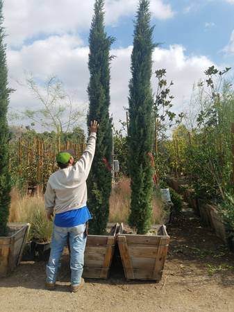 italian cypress trees on sale up to 12 ft tall, NURSERY SALE CALL ASAP 1