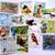 Wild Birds Postage Stamp Collection 1 thumbnail