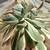 Plant --  Aeonium "Sunburst" 6 thumbnail