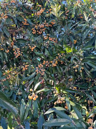 Loquats Available! 1