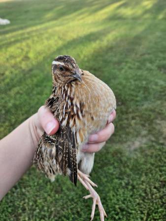 Quail Adults, Chicks & Eggs (Kingsville)63903227329410121