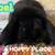 Black French Lop Buck 1 thumbnail