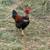 Rooster chickens 3 thumbnail