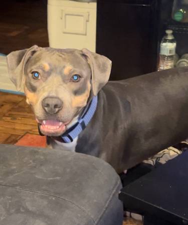 2 pitbull pups for rehoming (Bronx)63923588564739122