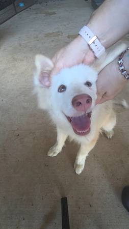 6 month old Pomsky (Round Rock)