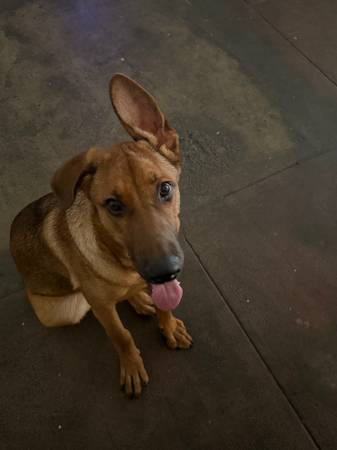 Rehoming German Shepherd (DTLA)63829899962369123