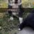 Border Collie Pups 3 thumbnail