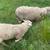 Sheep for sale 2 thumbnail