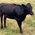 Angus Jersey cross possibly bred heifer 2 thumbnail