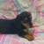 Mini doxies 3 thumbnail
