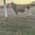 Miniature Jersey Bull 1 thumbnail