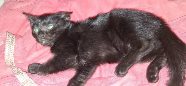 Rehoming kittens (Houston)63859316052737122
