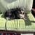 Mini Aussie 1 thumbnail