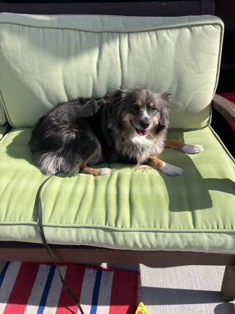 Mini Aussie 1