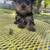 Beautiful Yorkie  pup 3 thumbnail