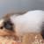 3 HEALTHY & LIVELY GUINEA PIGS W/ FOOD, CAGE..ETC 3 thumbnail