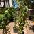 Mulberry tree 3 thumbnail