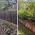Fast-Growing Native Privacy Hedges - Carolina Cherry Laurel (1, 2, & 3 2 thumbnail