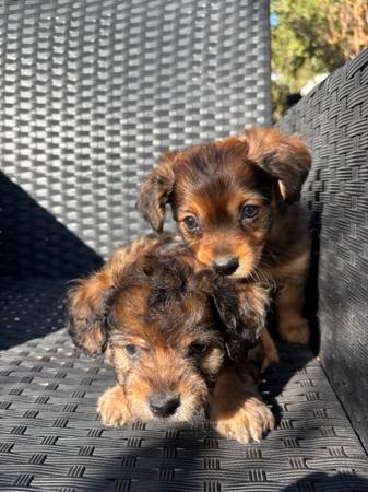 Mix Terrier & Poodle puppy for adoption (pittsburg / antioch)