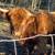 Highland bull 1 thumbnail