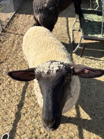 Corderos y cabras - $1.000 (Anza)63471082438145122