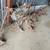 two row ih cultivator 1 thumbnail
